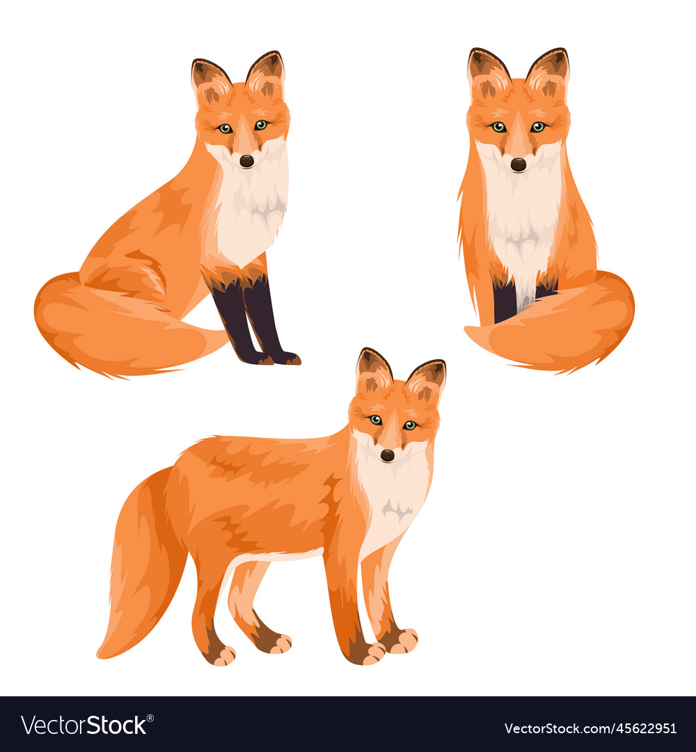 A set of foxes Royalty Free Vector Image - VectorStock