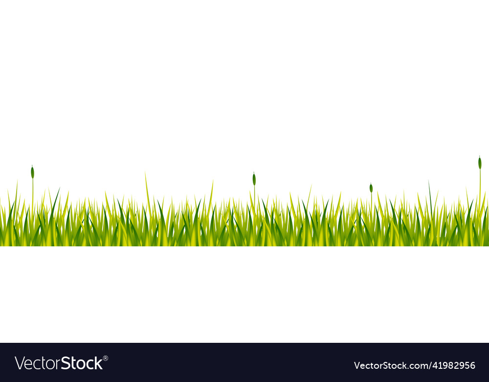 Realistic Green Grass With Reeds Isolated Vector Image