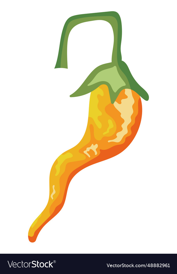 Jalapeno yellow Royalty Free Vector Image - VectorStock