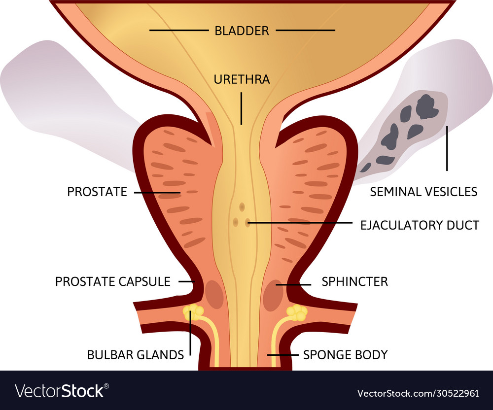 Prostate An Exocrine Gland Male Royalty Free Vector Image