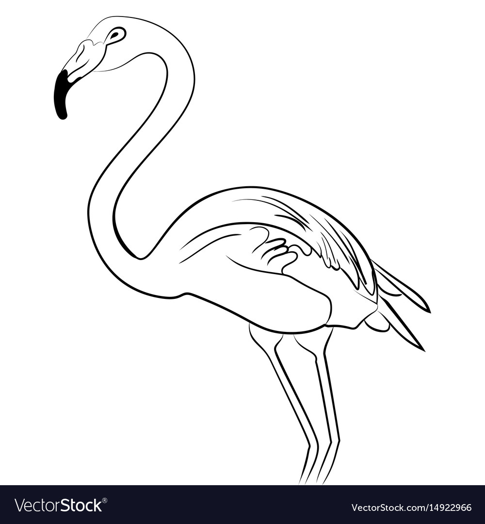 Flamingo bird black white sketch Royalty Free Vector Image