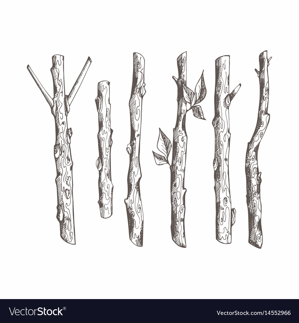 tree branch drawing