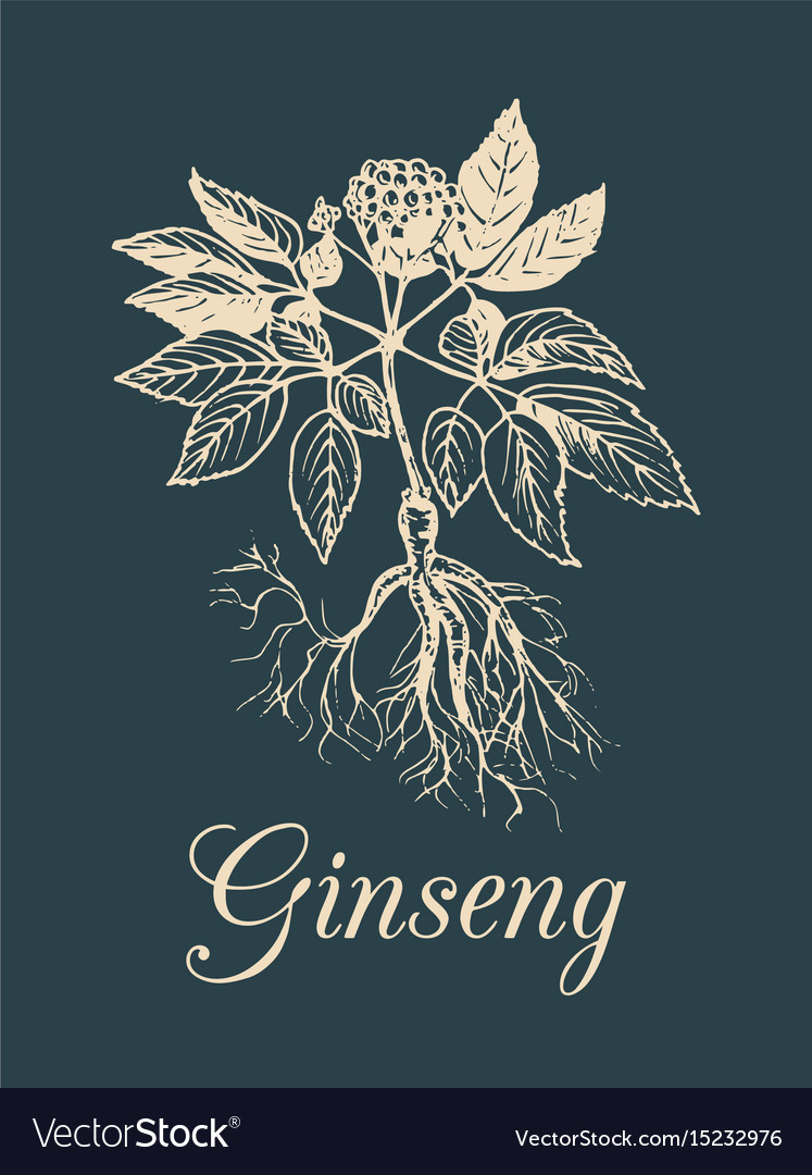 Ginseng on dark background