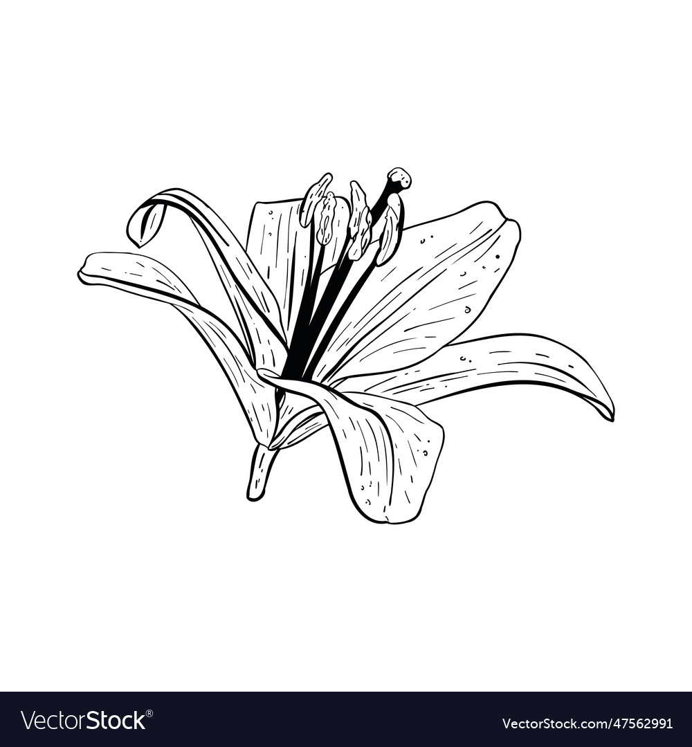 Lily flower in full bloom Royalty Free Vector Image