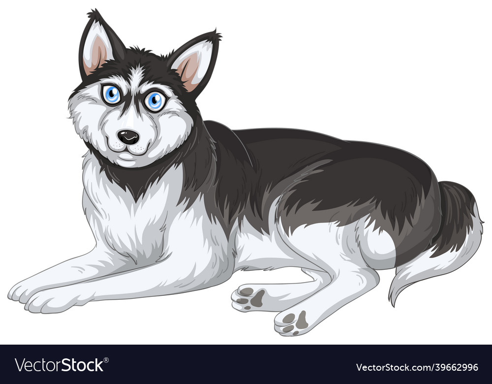 Siberian husky dog cartoon on white background Vector Image