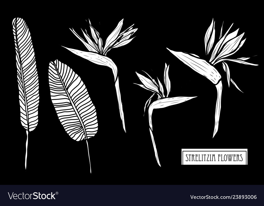 Hand drawn floral decorations