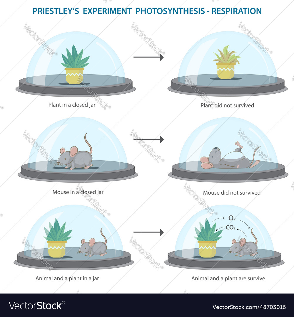 Oxygen needed for the survival of living things Vector Image