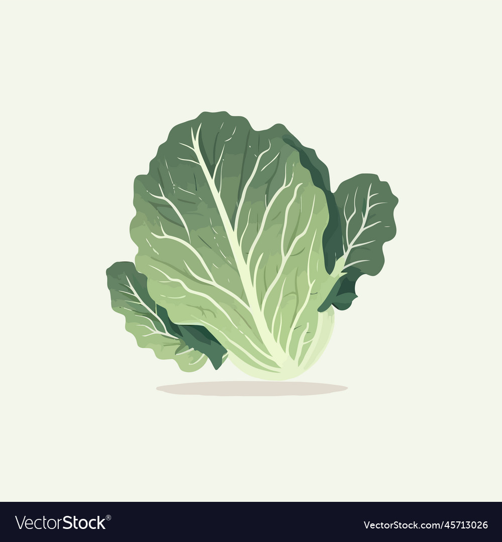 Cabbage Big Green Leaves Vegetable Fresh Vector Image Cabbage Big Green Leaves Vegetable Fresh Vector Image
