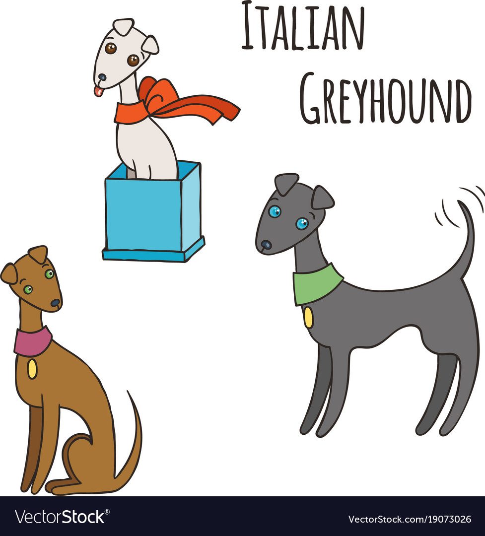 Italian greyhound cartoon dog set Royalty Free Vector Image Italian greyhound cartoon dog set Royalty Free Vector Image