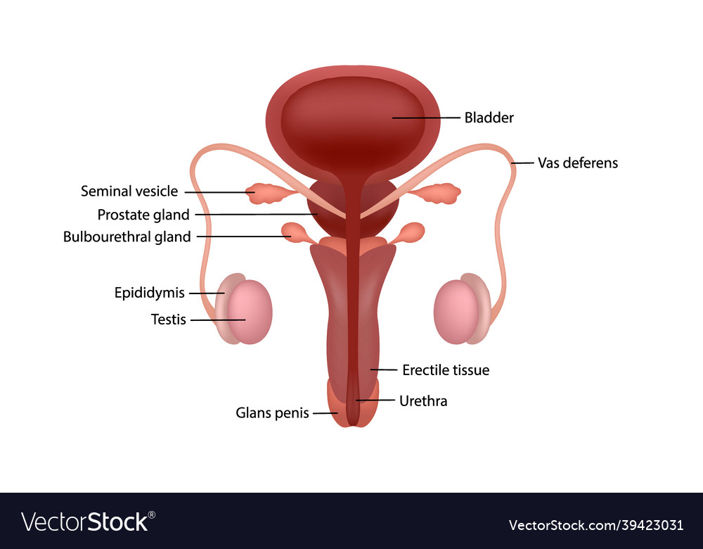 Cut-away diagram of male human reproductive system