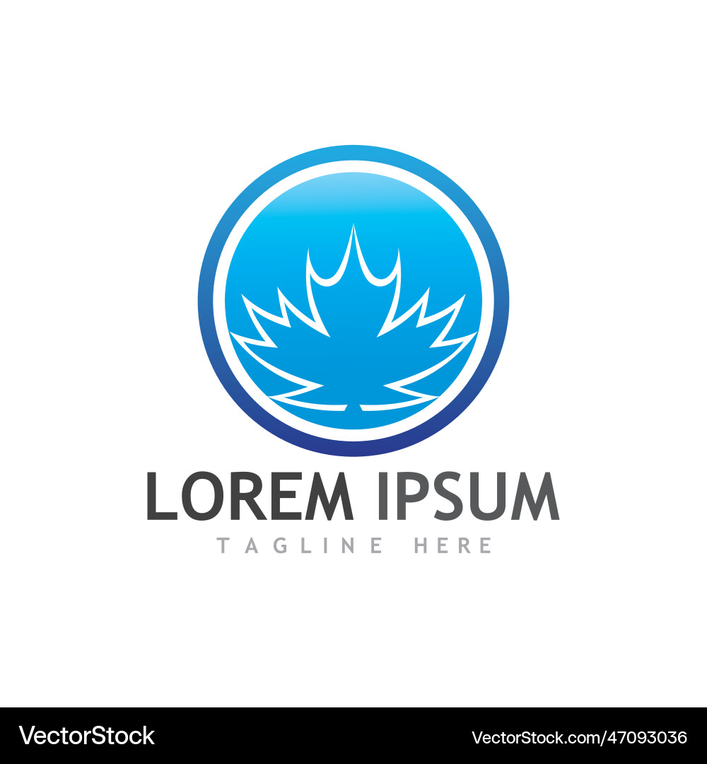 Maple leaf Royalty Free Vector Image - VectorStock