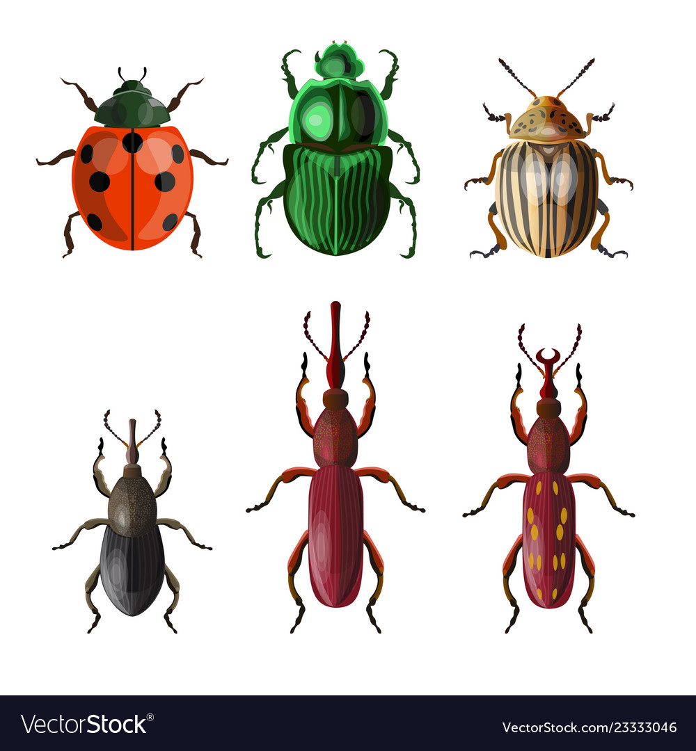 Agricultural insect pests Royalty Free Vector Image