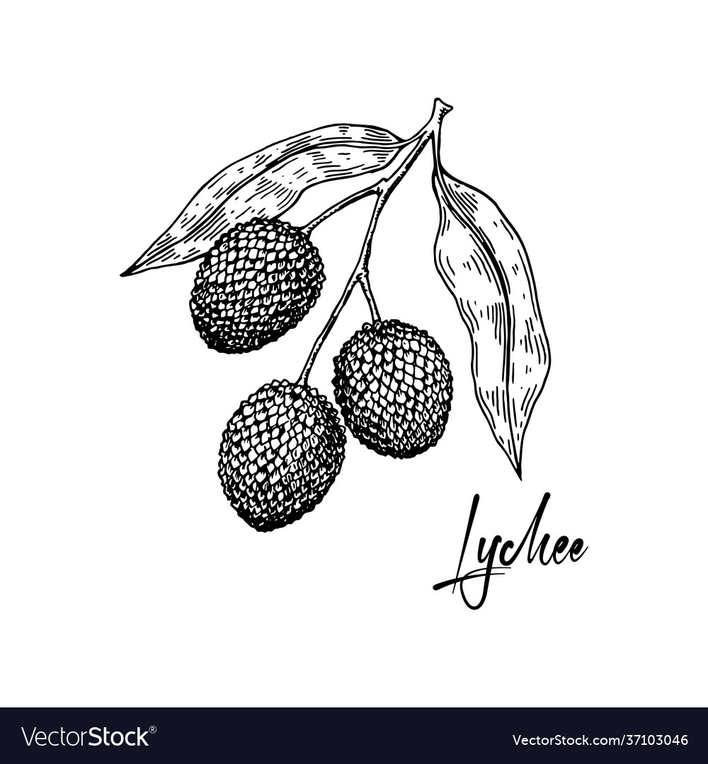 Hand drawn lychee branch isolated on white