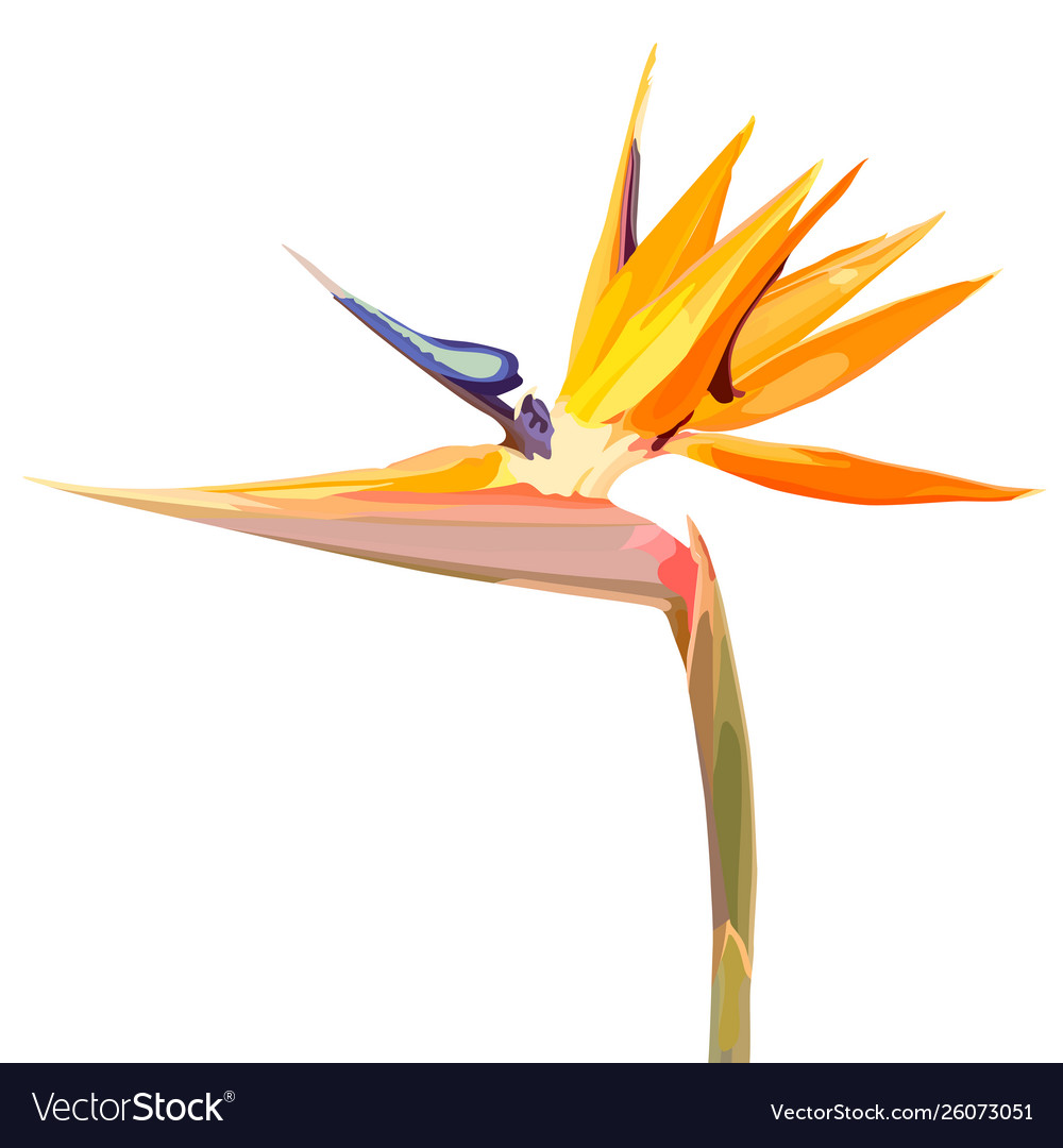 Background with strelitzia reginae