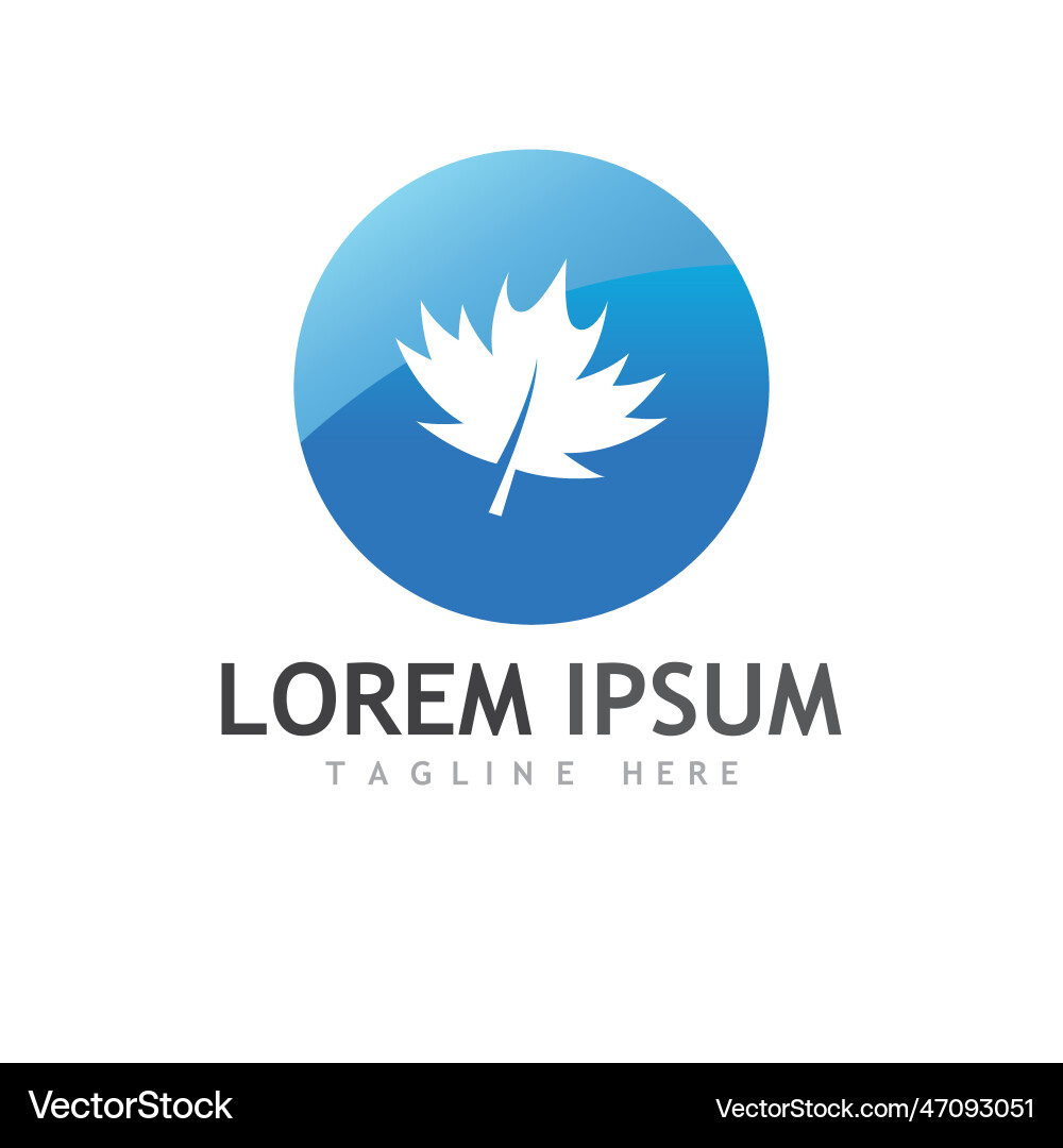 Maple leaf Royalty Free Vector Image - VectorStock