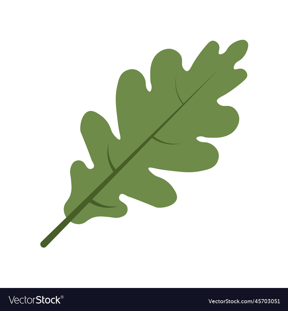 Oak leaf in isolated on white background Vector Image