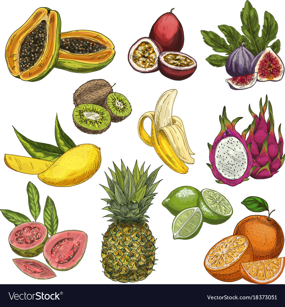 Tropical fruits Royalty Free Vector Image - VectorStock