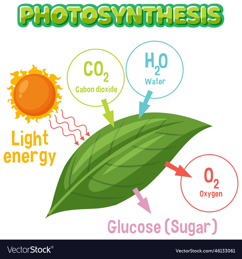 Diagram Of Photosynthesis For Biology And Life Vector Image