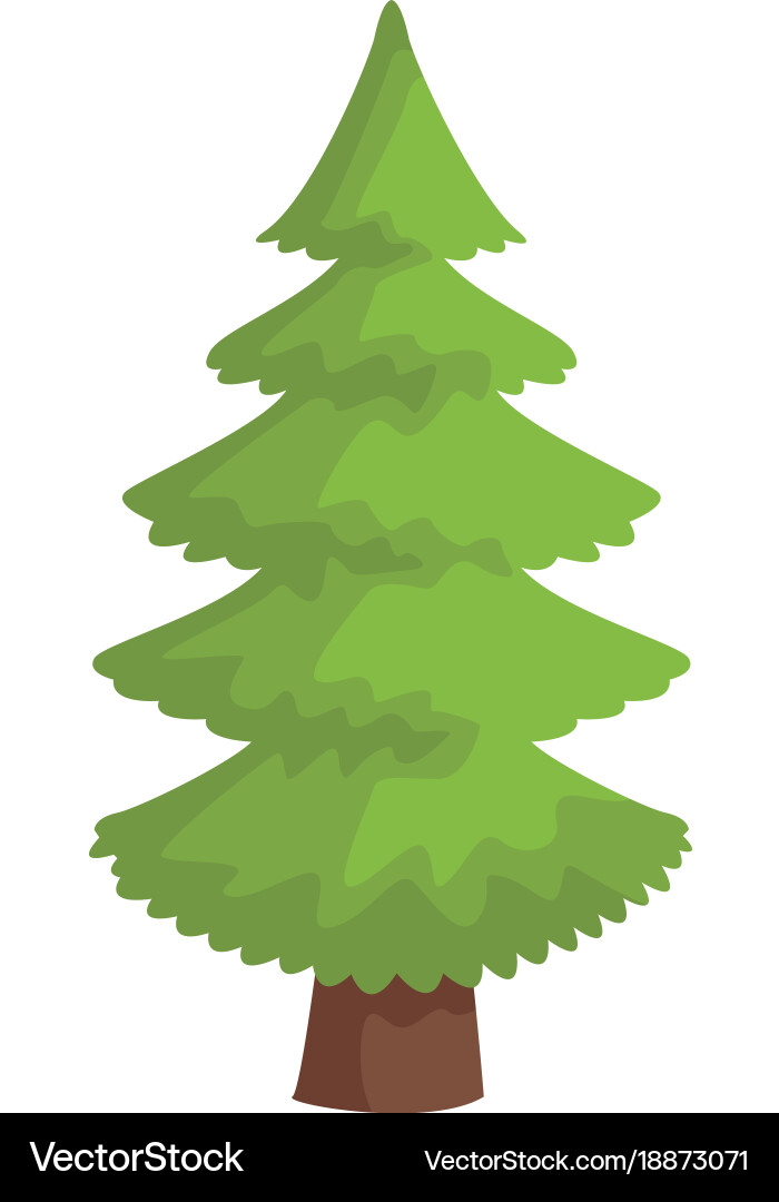 Tree pine isolated Royalty Free Vector Image - VectorStock