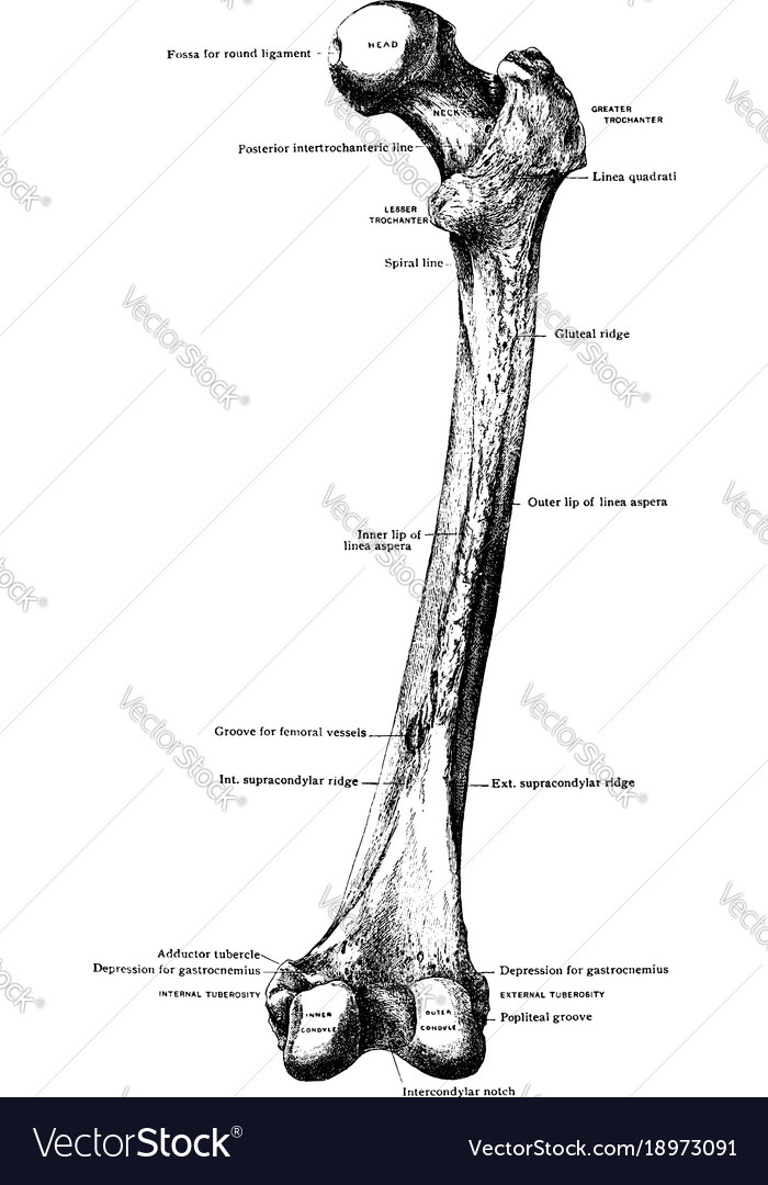 Femur from behind vintage Royalty Free Vector Image