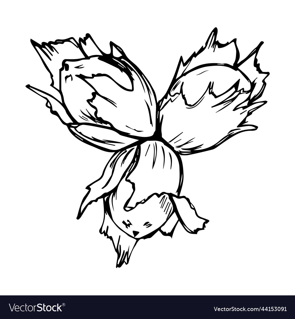 Hazelnuts in the style of a hand-drawn sketch Vector Image