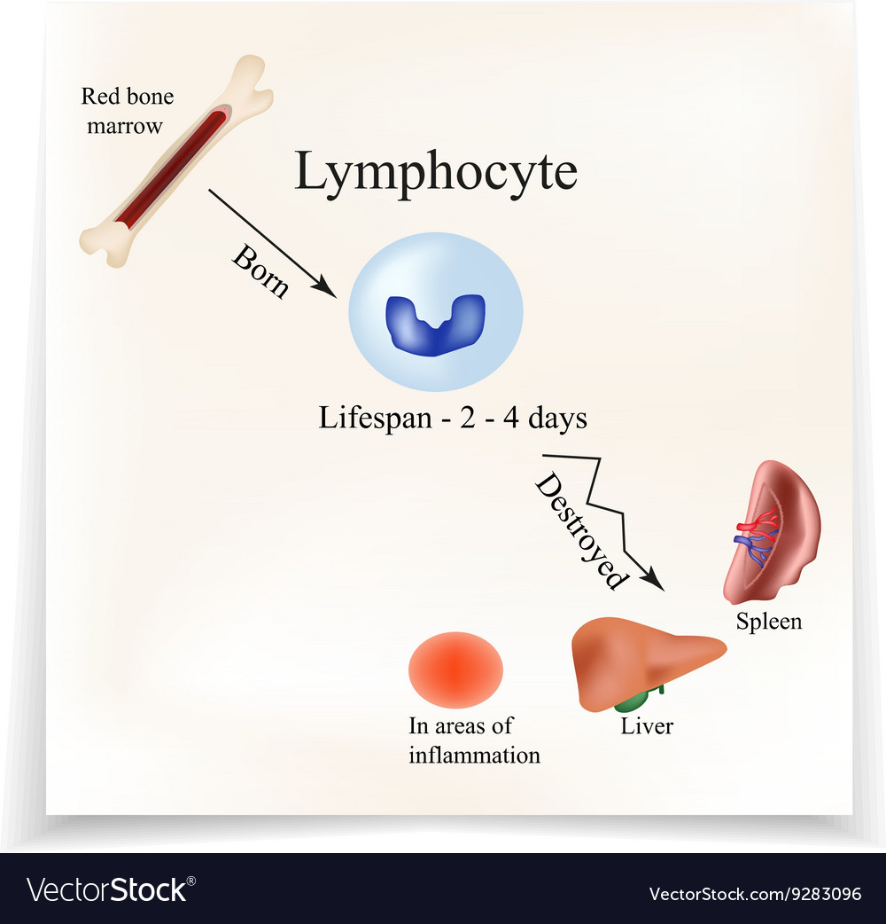 Limbo leukocytes in bone marrow dieback Royalty Free Vector