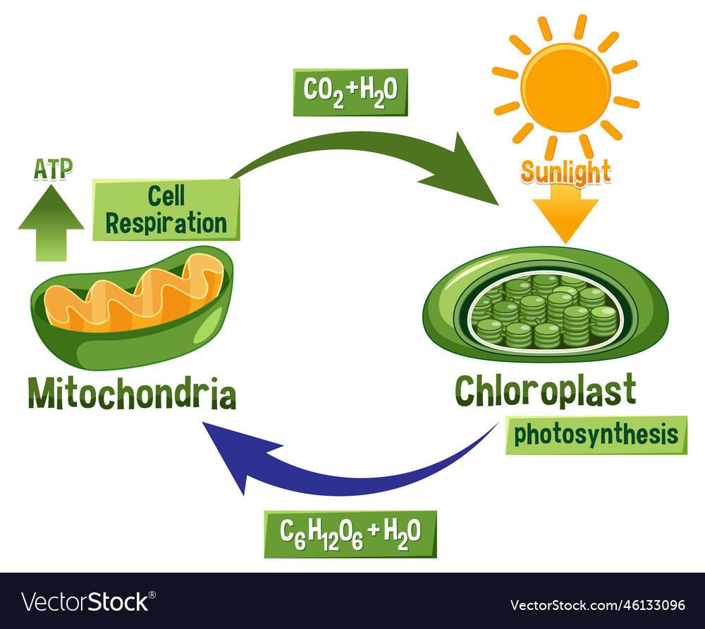 cellular respiration process diagram