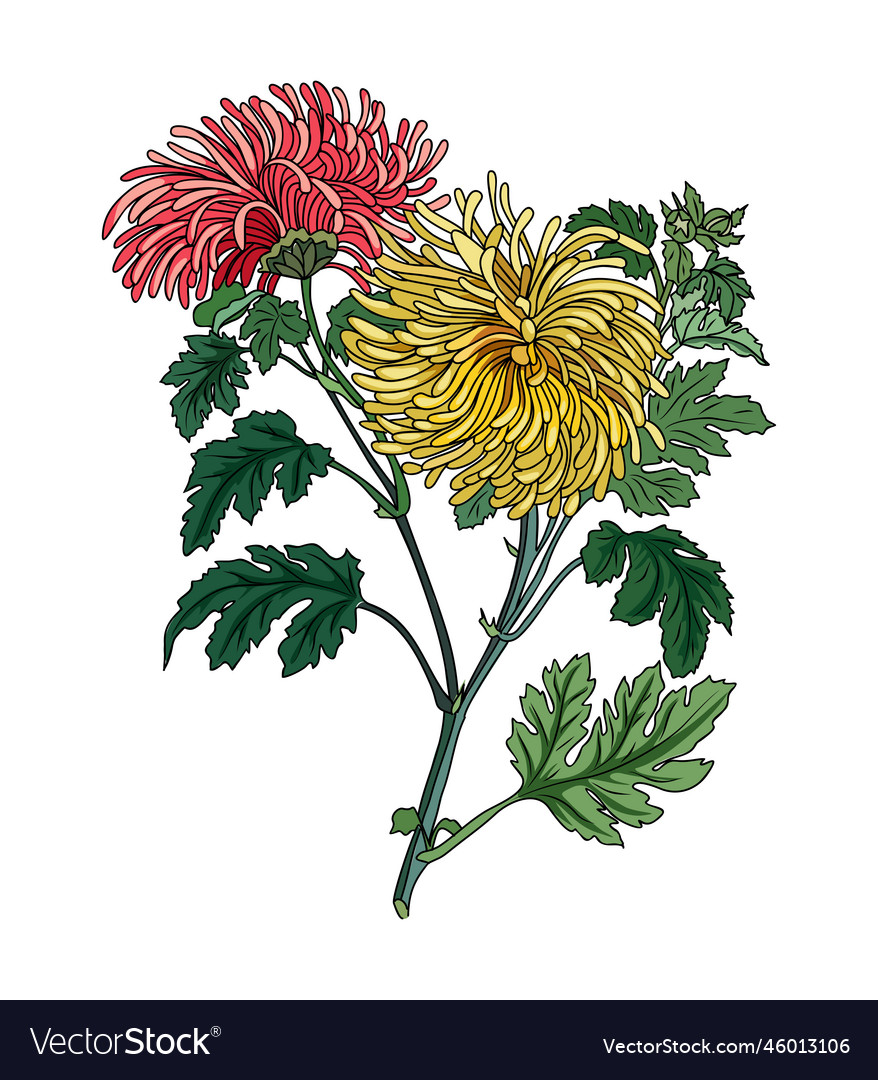 Chrysanthemum birth month flower art drawn Vector Image