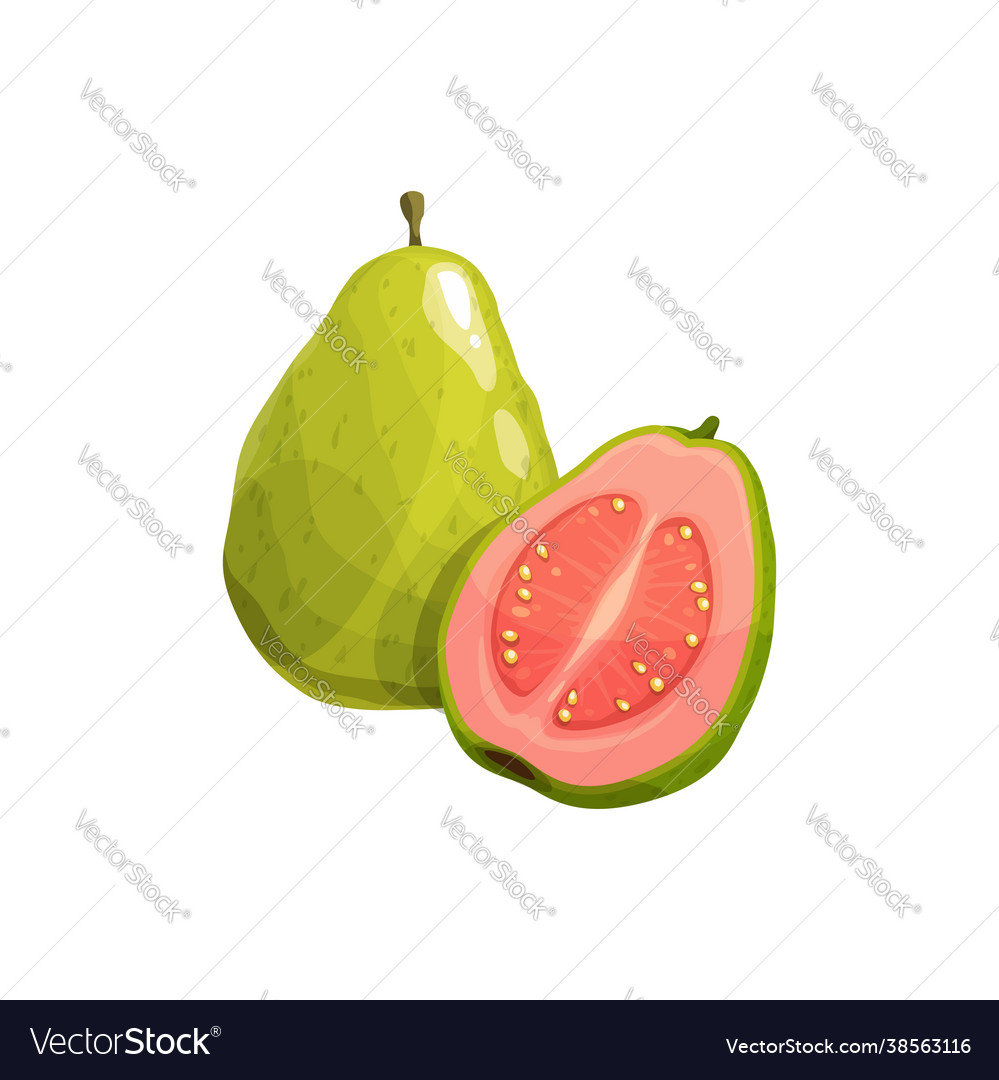 Guava fruit tropical plant fresh product Vector Image