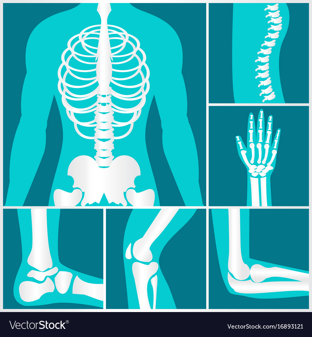 Set Xray Human Skeletal Royalty Free Vector Image