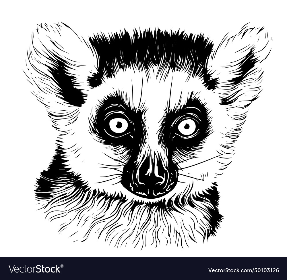 Lemur sketches outline Royalty Free Vector Image