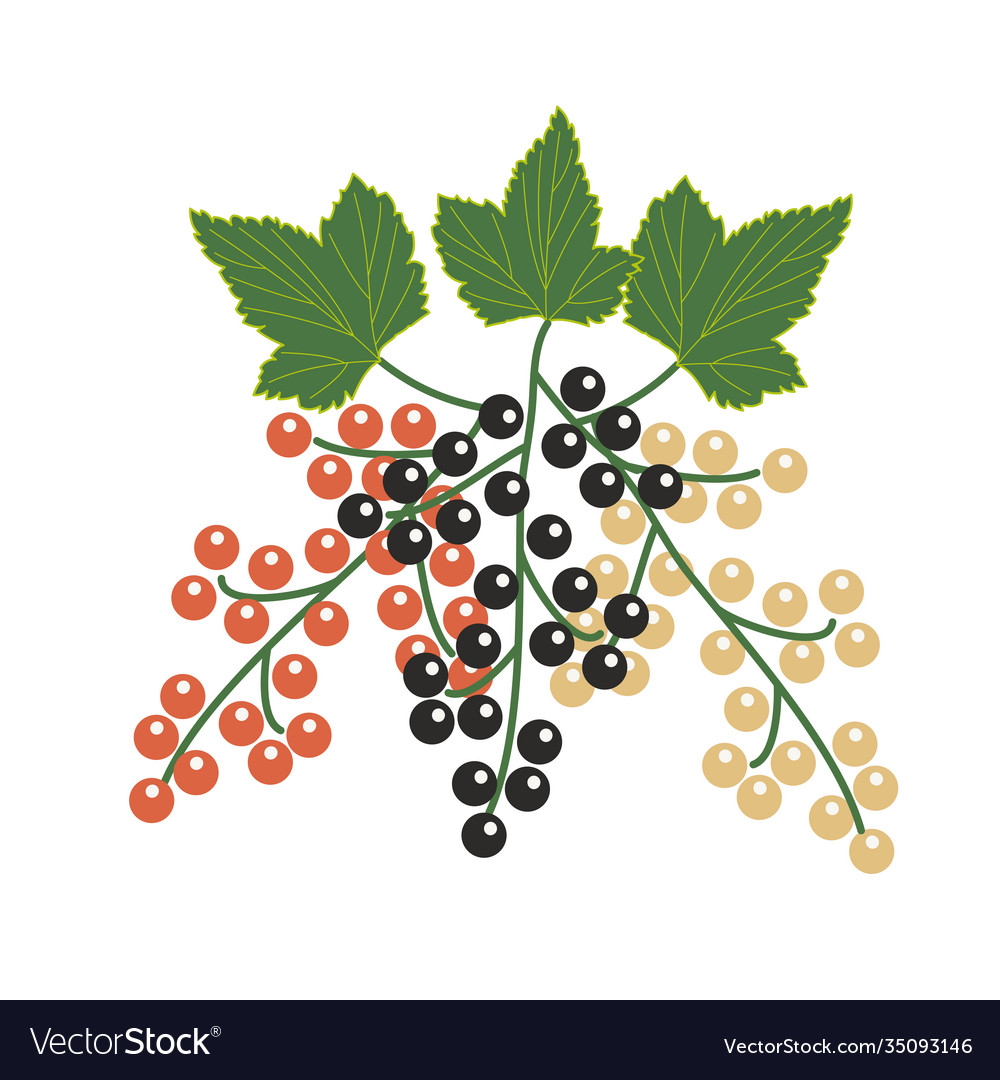 Cartoon bunches black white and red currants