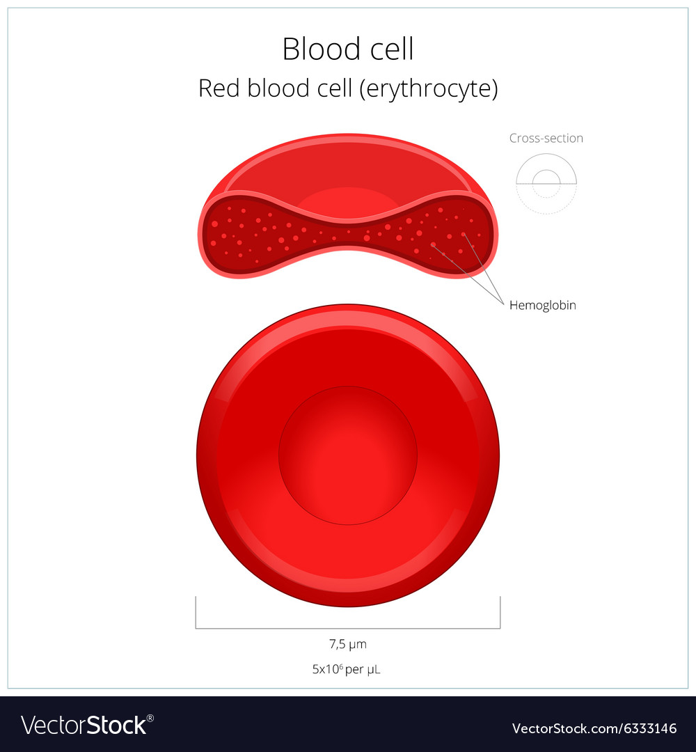 Red blood cell erythrocyte Royalty Free Vector Image