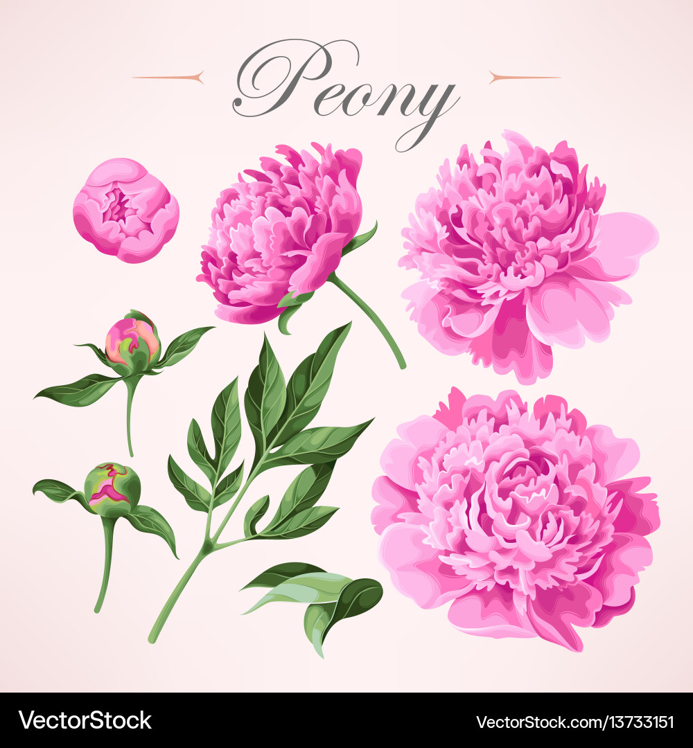 Set peonies Royalty Free Vector Image - VectorStock