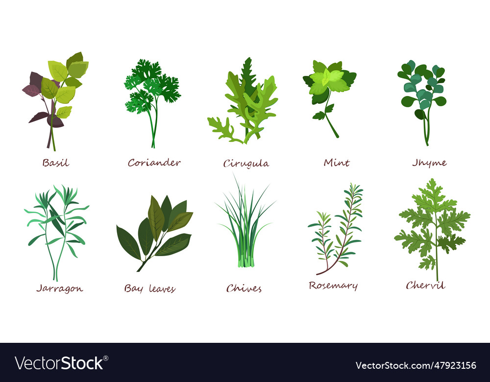 Cooking herbs set Royalty Free Vector Image - VectorStock