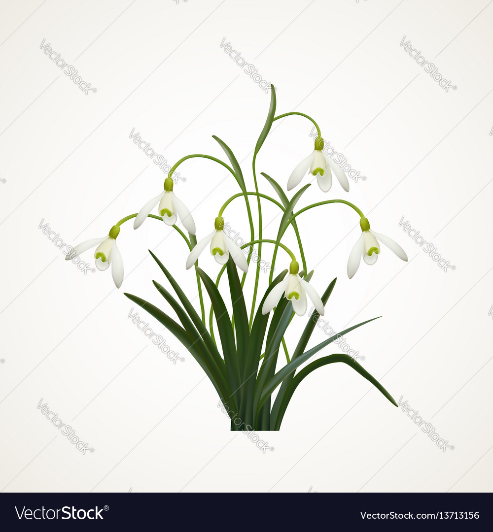 Snowdrops on a white background