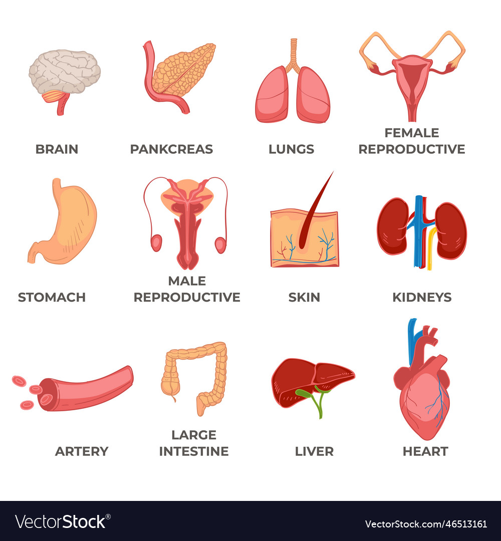 Organs of human body systems and structures part Vector Image