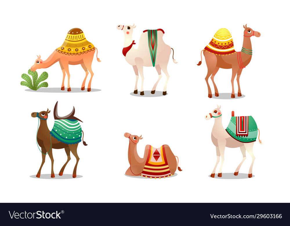 Set funny cute camels with colorful blankets vector image Set funny cute camels with colorful blankets