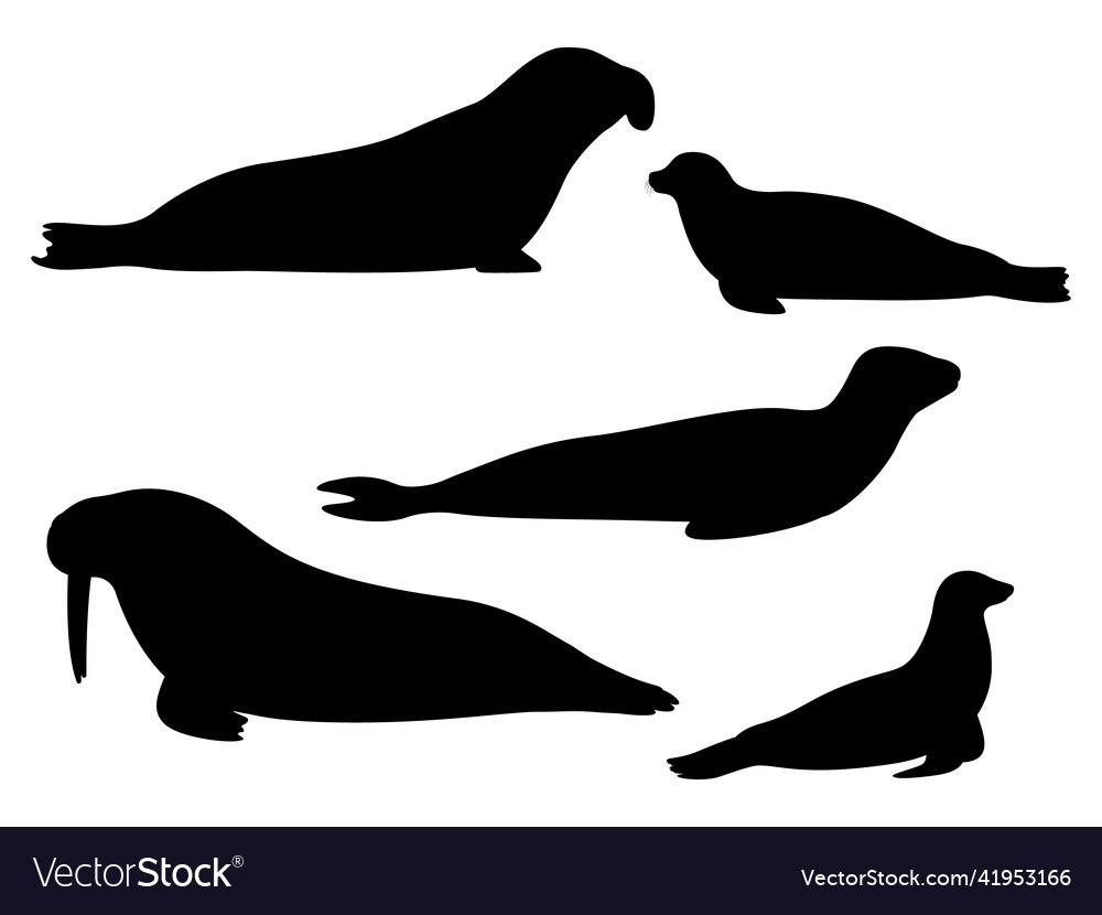 Set of silhouettes pinnipeds