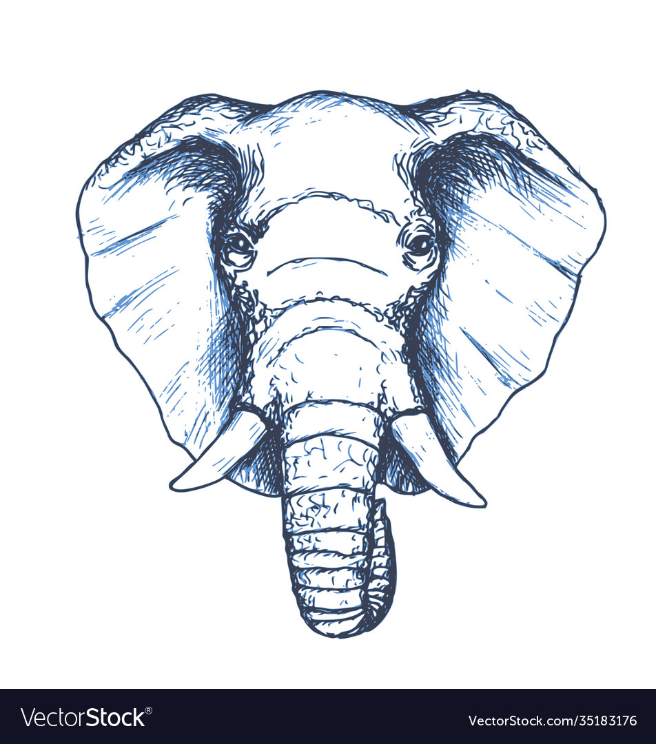 Elephant head sketch wild animal Royalty Free Vector Image