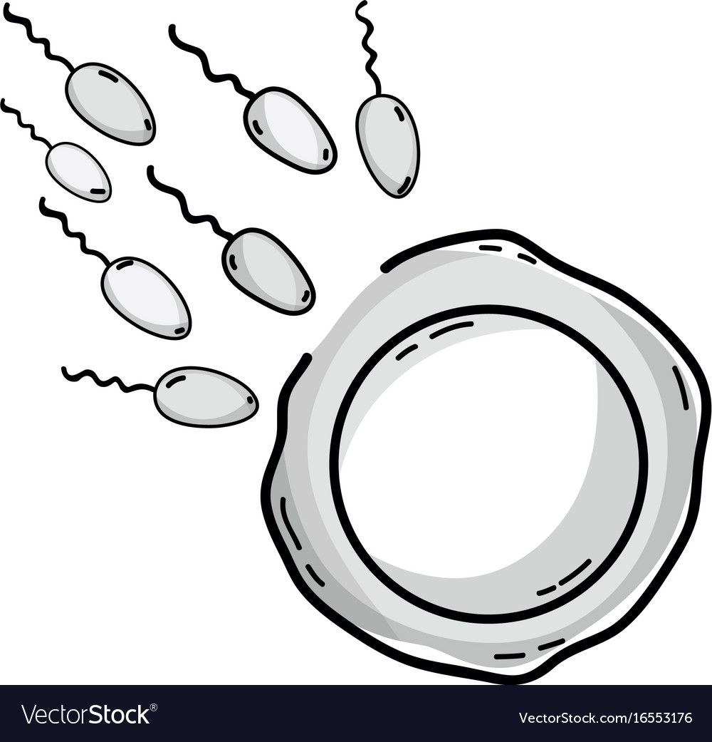 Line ovum and spermatozoon fertilization process