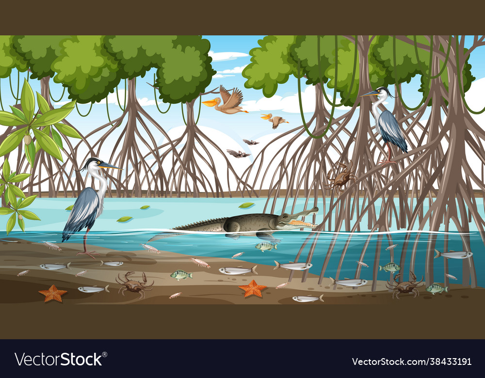 Mangrove forest landscape scene at daytime