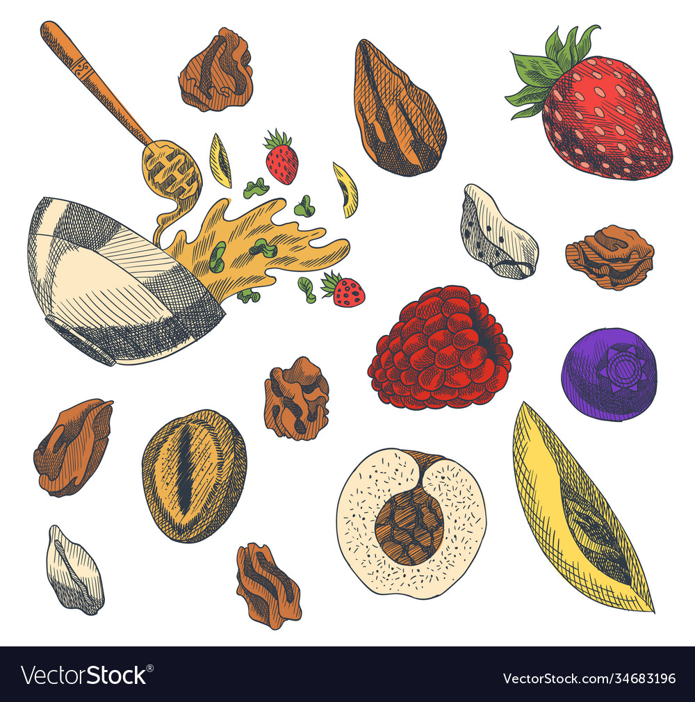 Granola engraved style various Royalty Free Vector Image