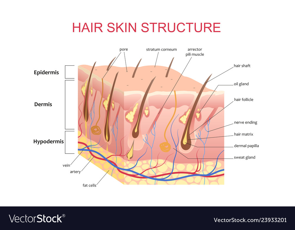 3d Structure Hair Skin Scalp Anatomical Royalty Free Vector