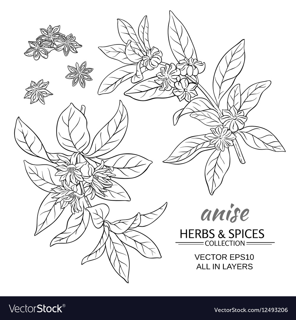 Anise set Royalty Free Vector Image - VectorStock