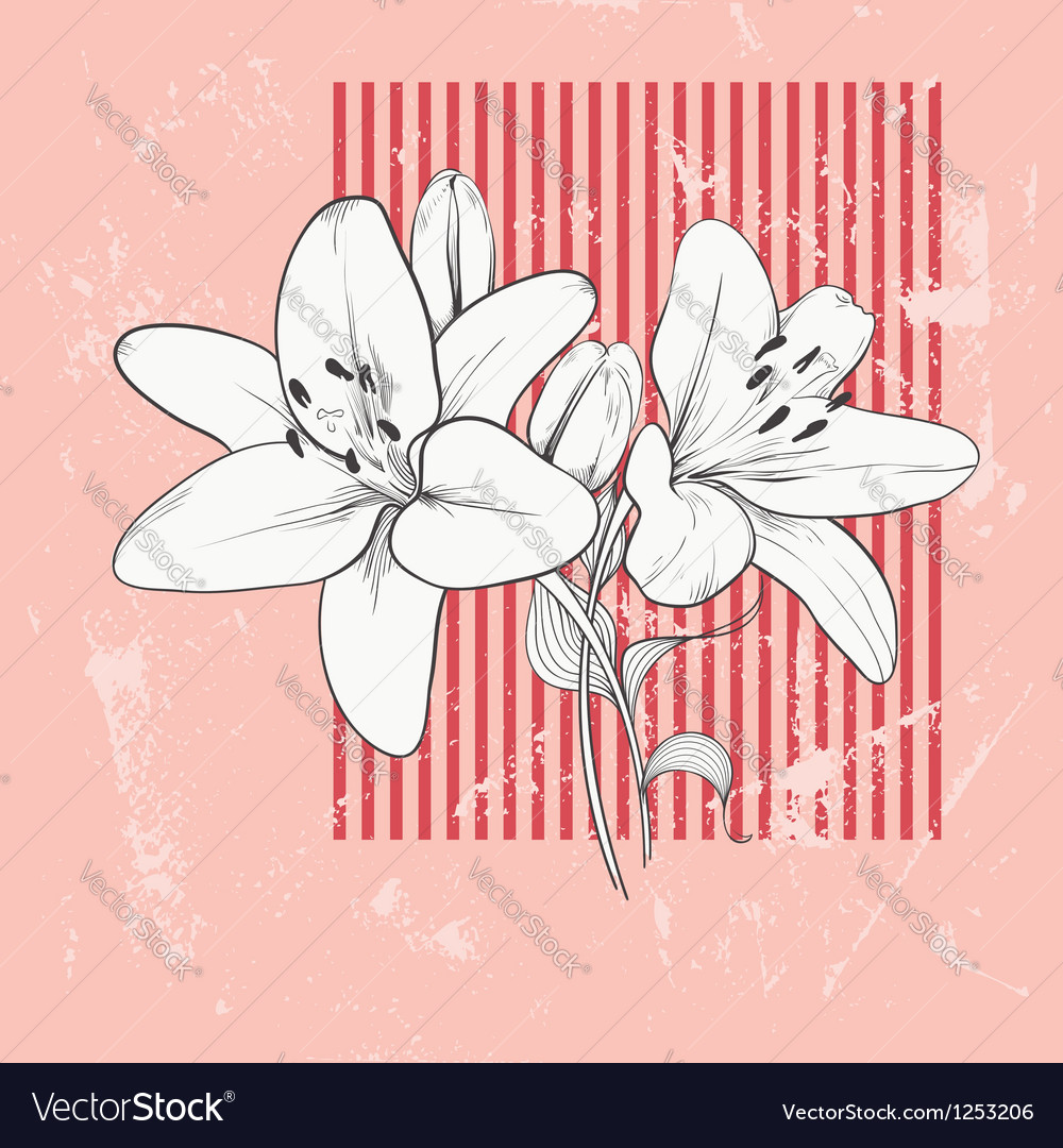 Flower Lily Hand drawn Royalty Free Vector Image