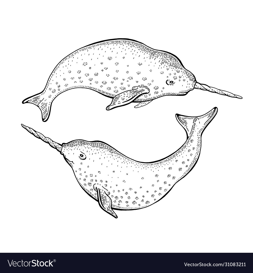 real narwhal whale