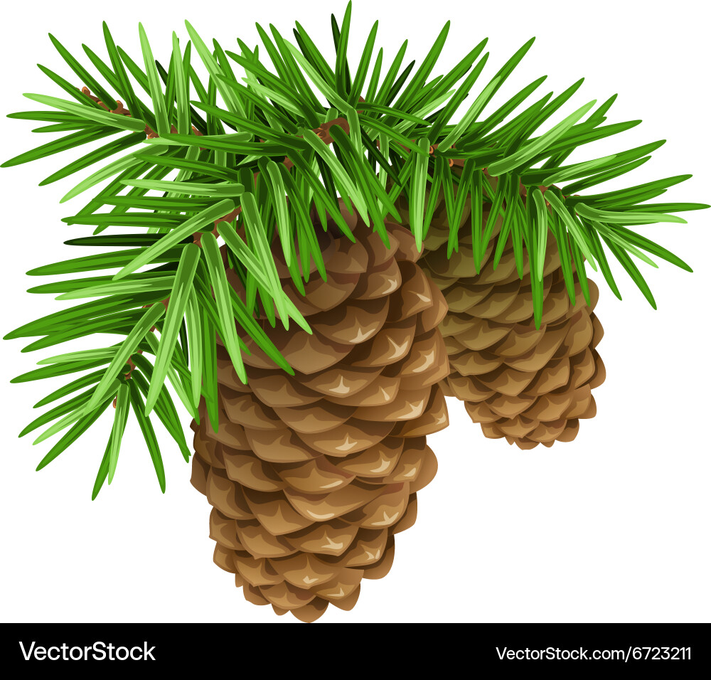Pine branches with cones Royalty Free Vector Image