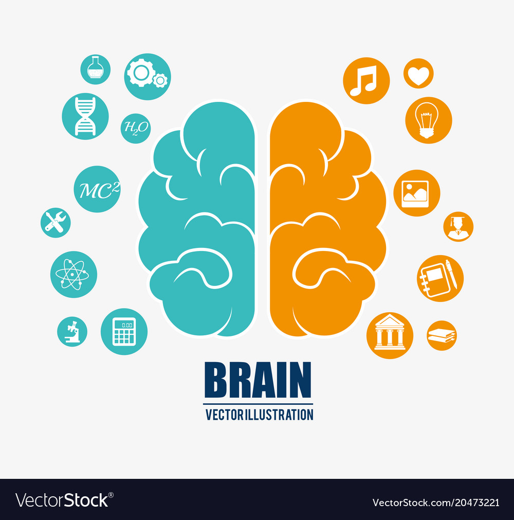 Intelligence of the human brain Royalty Free Vector Image