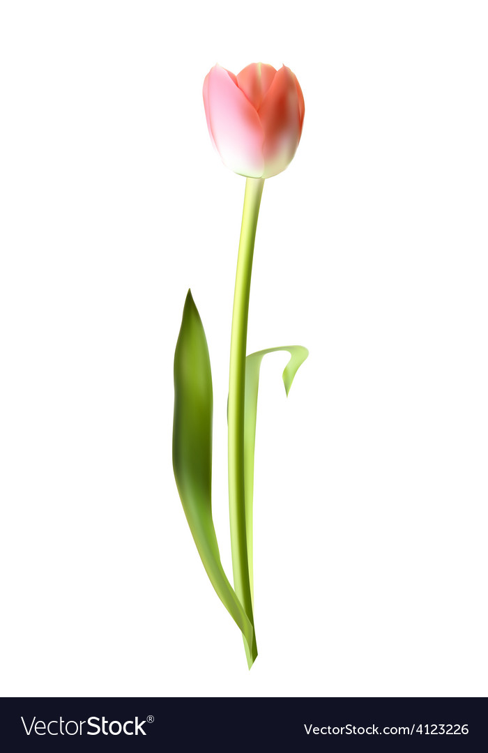 Beautiful pink realistic tulip